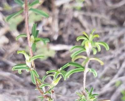 Imagem de Oxalis subsessilis L. Bolus