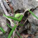 Image of Noronhia linearifolia Boivin ex Dubard