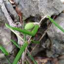 Imagem de Noronhia linearifolia Boivin ex Dubard