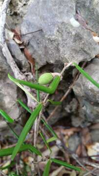 Image of Noronhia linearifolia Boivin ex Dubard