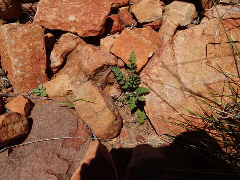 Cheilanthes canescens (Kunze) Mett.的圖片