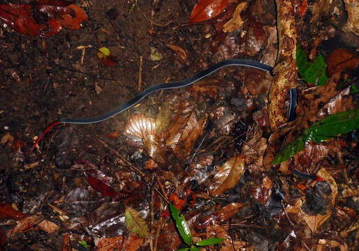 Image of Calliophis bivirgatus flaviceps (Cantor 1839)