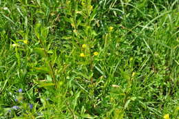 Image of evening primrose