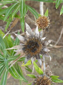 Image of Carlina salicifolia (L. fil.) Cav.