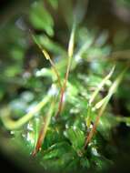 Image of plagiomnium moss