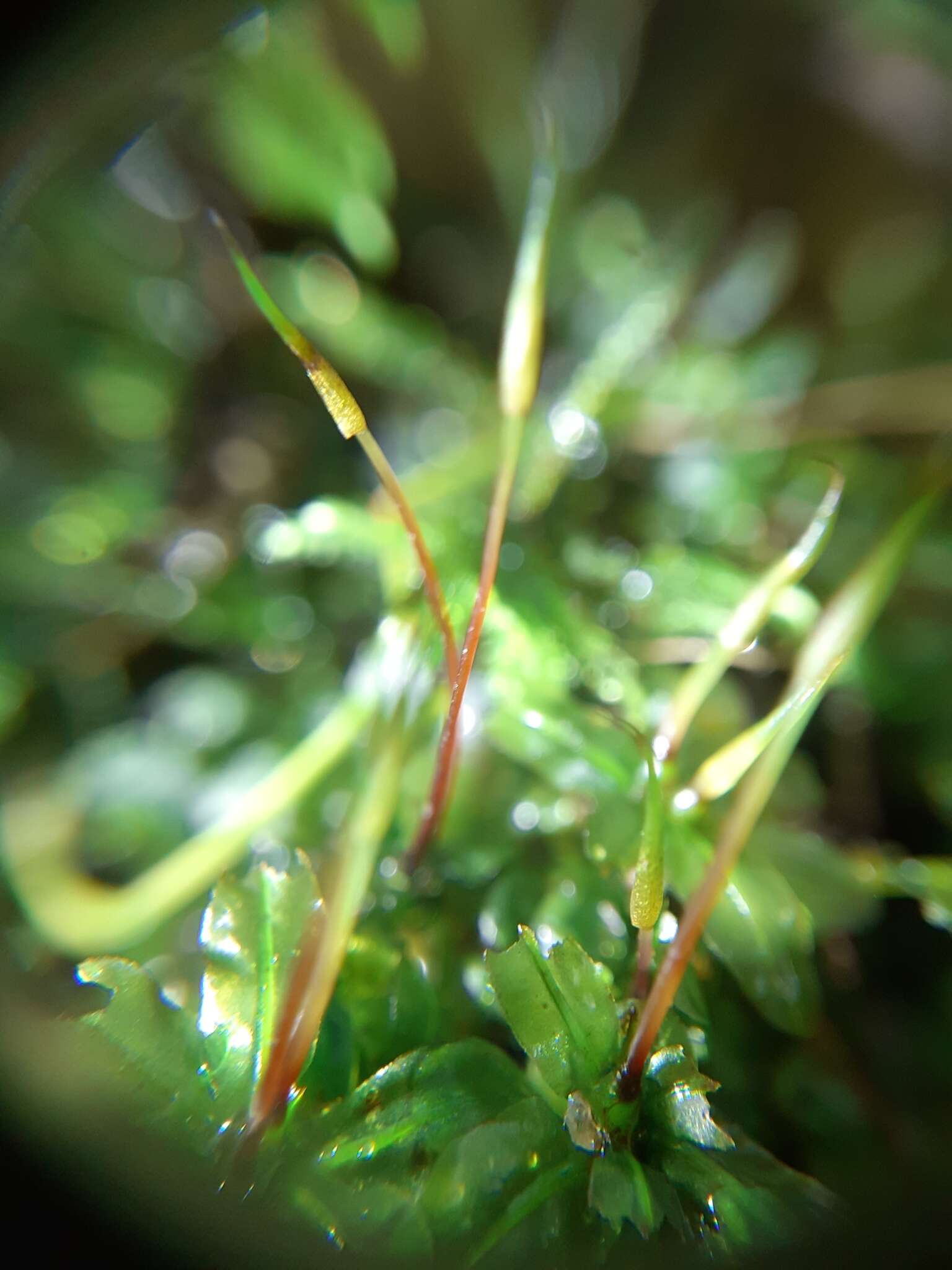 Image of plagiomnium moss