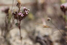 Image of Levenhookia pusilla R. Br.