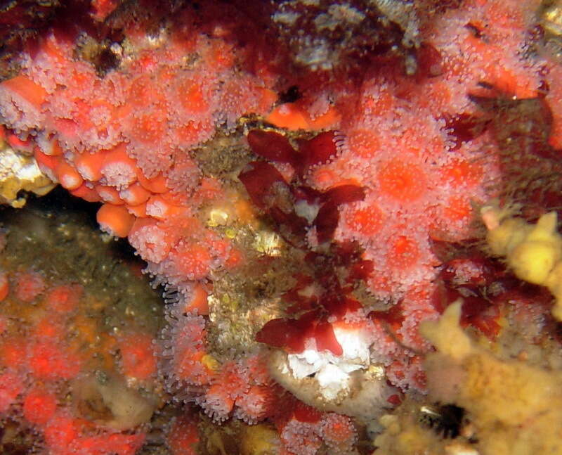 Image of Strawberry anemones