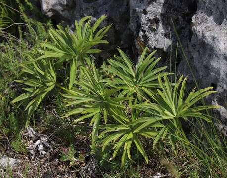 Image of early green hellebore