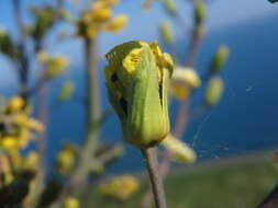 Plancia ëd Brassica oleracea var. oleracea