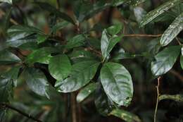Image of Atractocarpus benthamianus (F. Muell.) Puttock