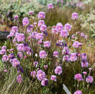 Image of Ptilotus helipteroides (F. Müll.) F. Müll.