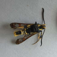 Image of Yellowlegged Clearwing Moth