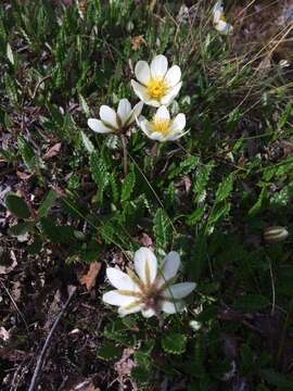 Imagem de Dryas octopetala L.