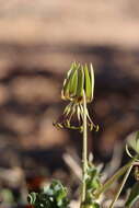 Imagem de Ornithoglossum gracile B. Nord.