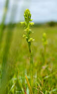 Imagem de Habenaria parviflora Lindl.