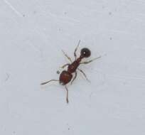 Image of Ant