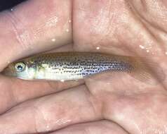 Image of Western starhead topminnow