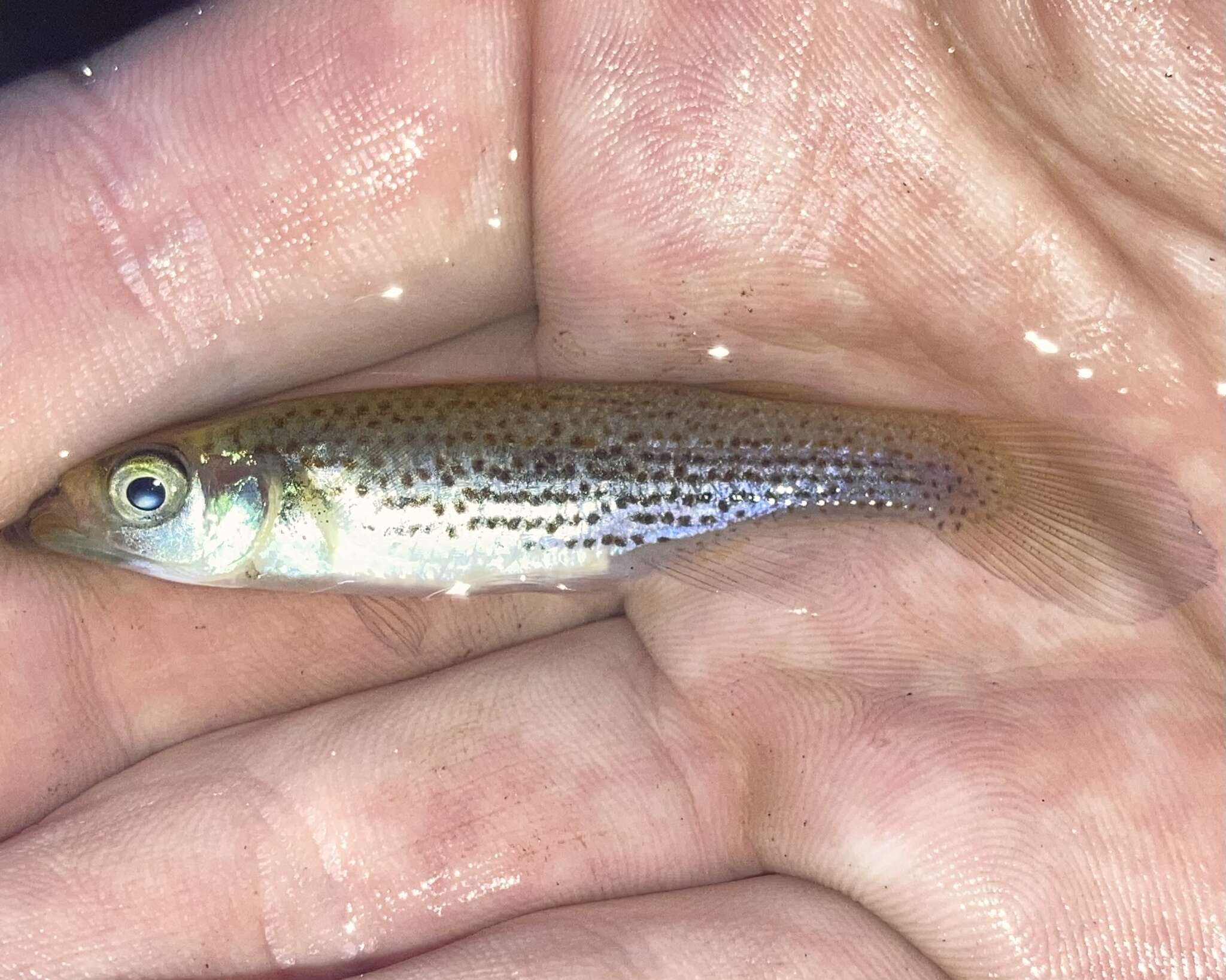 Image of Western starhead topminnow