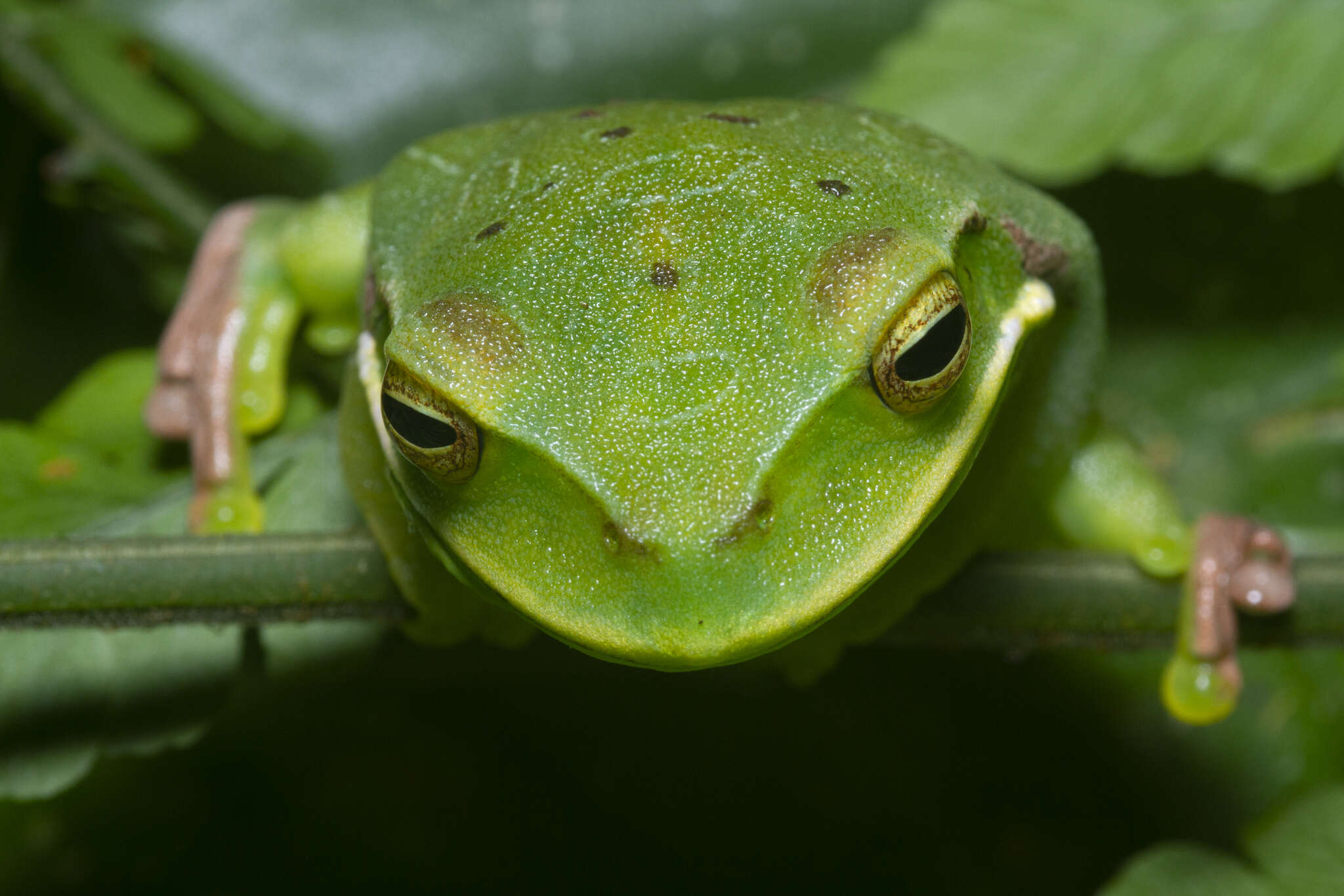 Image de Gastrotheca albolineata (Lutz & Lutz 1939)