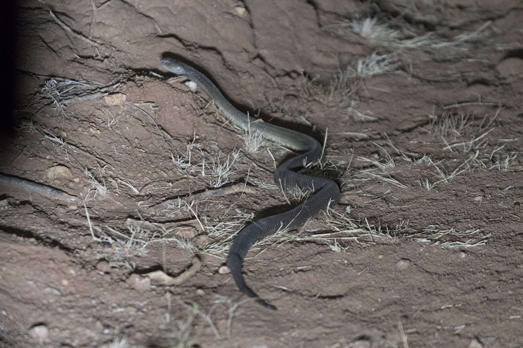 Image of Ashe’s spitting cobra