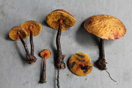 Boletellus dicymbophilus Fulgenzi & T. W. Henkel 2008 resmi