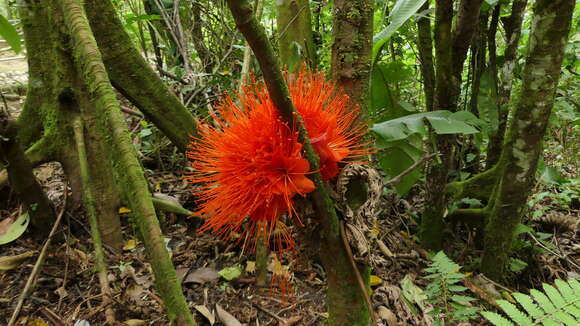 Plancia ëd Brownea macrophylla Linden