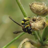 Image of Ancistrocerus renimacula Lepeletier 1841