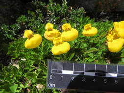 Image of Calceolaria pennellii Descole & Borsini