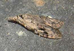 Image of Currant Fruitworm Moth