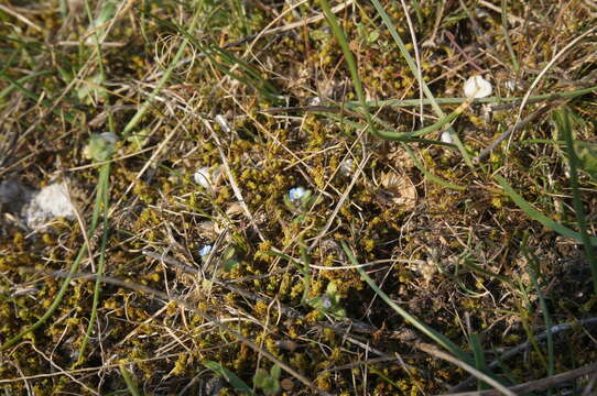 Image of Myosotis incrassata Guss.