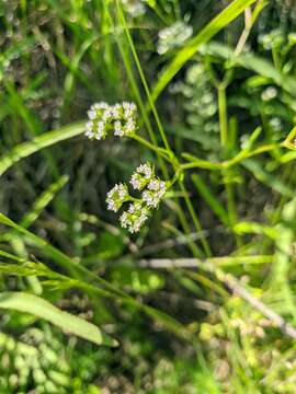 Image of narrow-fruited cornsalad