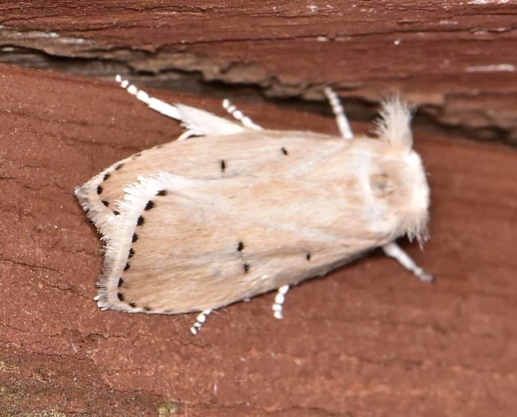 Image of Cryptophasa ochroleuca Lower 1892