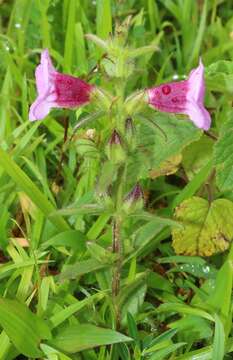 Image of Centranthera indica (L.) Gamble