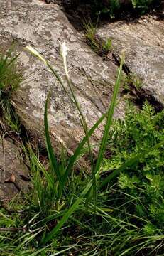 Imagem de Gladiolus longicollis subsp. platypetalus (Baker) Goldblatt & J. C. Manning