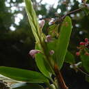 Image of Maxillaria sigmoidea (C. Schweinf.) Ames & Correll