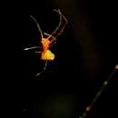 Image de Argyrodes miltosus Zhu & Song 1991