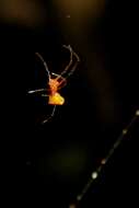 Image of Argyrodes miltosus Zhu & Song 1991