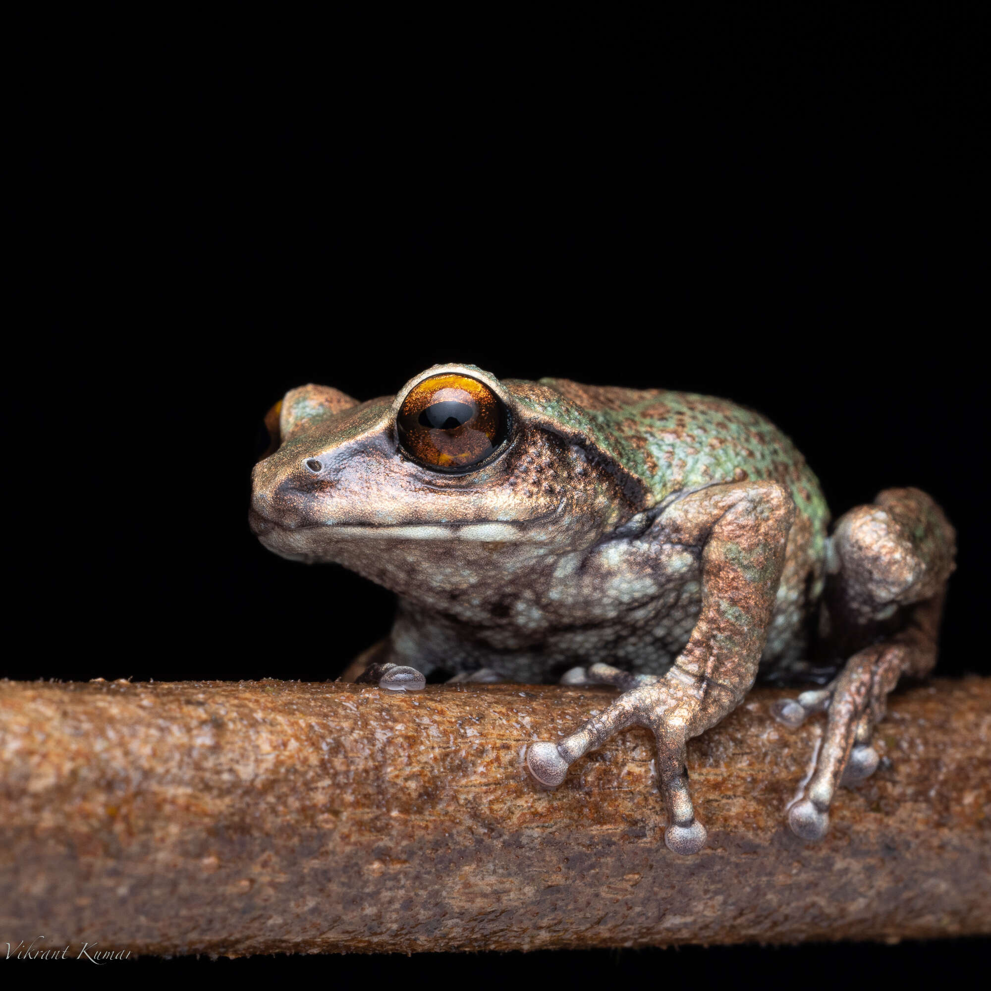 Image of Koadaikanal Bush Frog