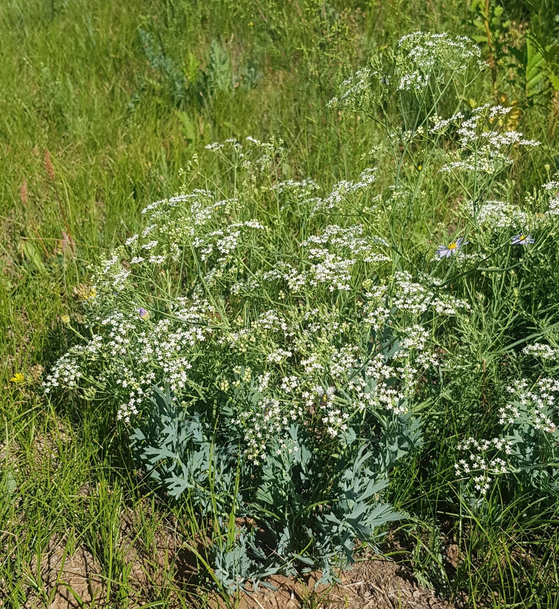 Saposhnikovia divaricata (Turcz.) Schischk. resmi