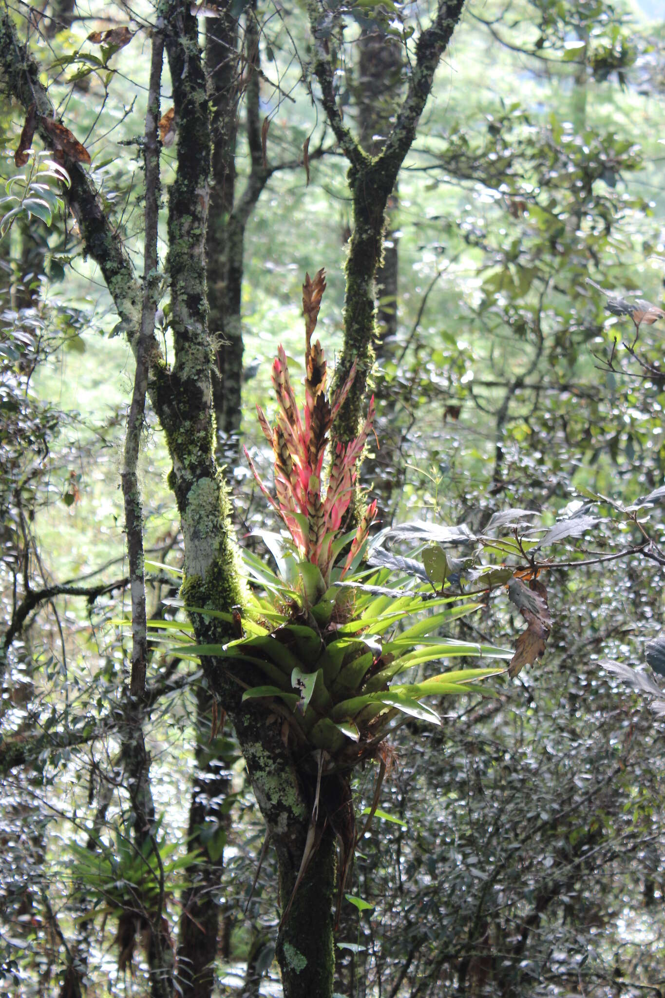 Image of Tillandsia deppeana Steud.