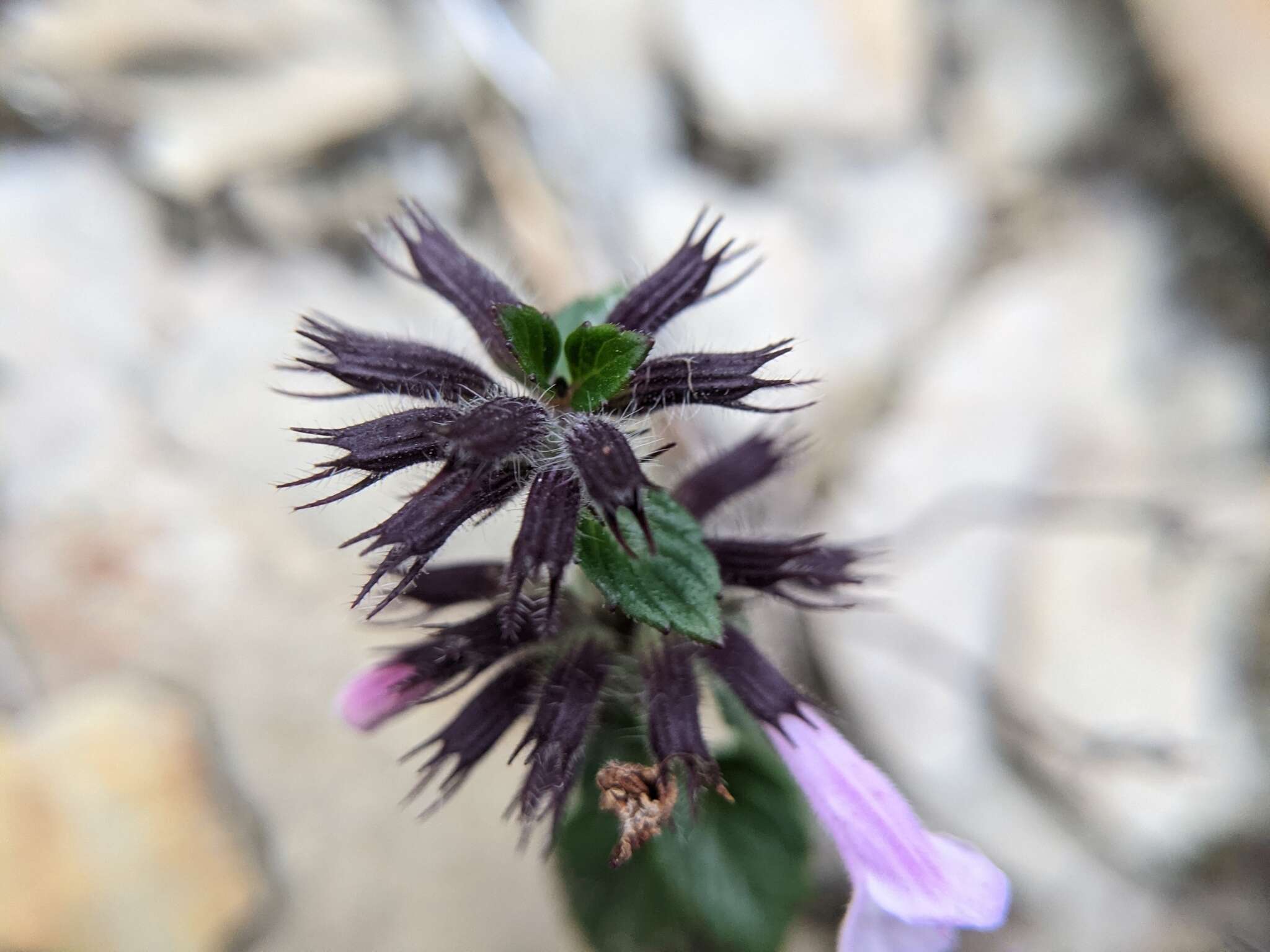 Sivun Clinopodium laxiflorum (Hayata) K. Mori kuva