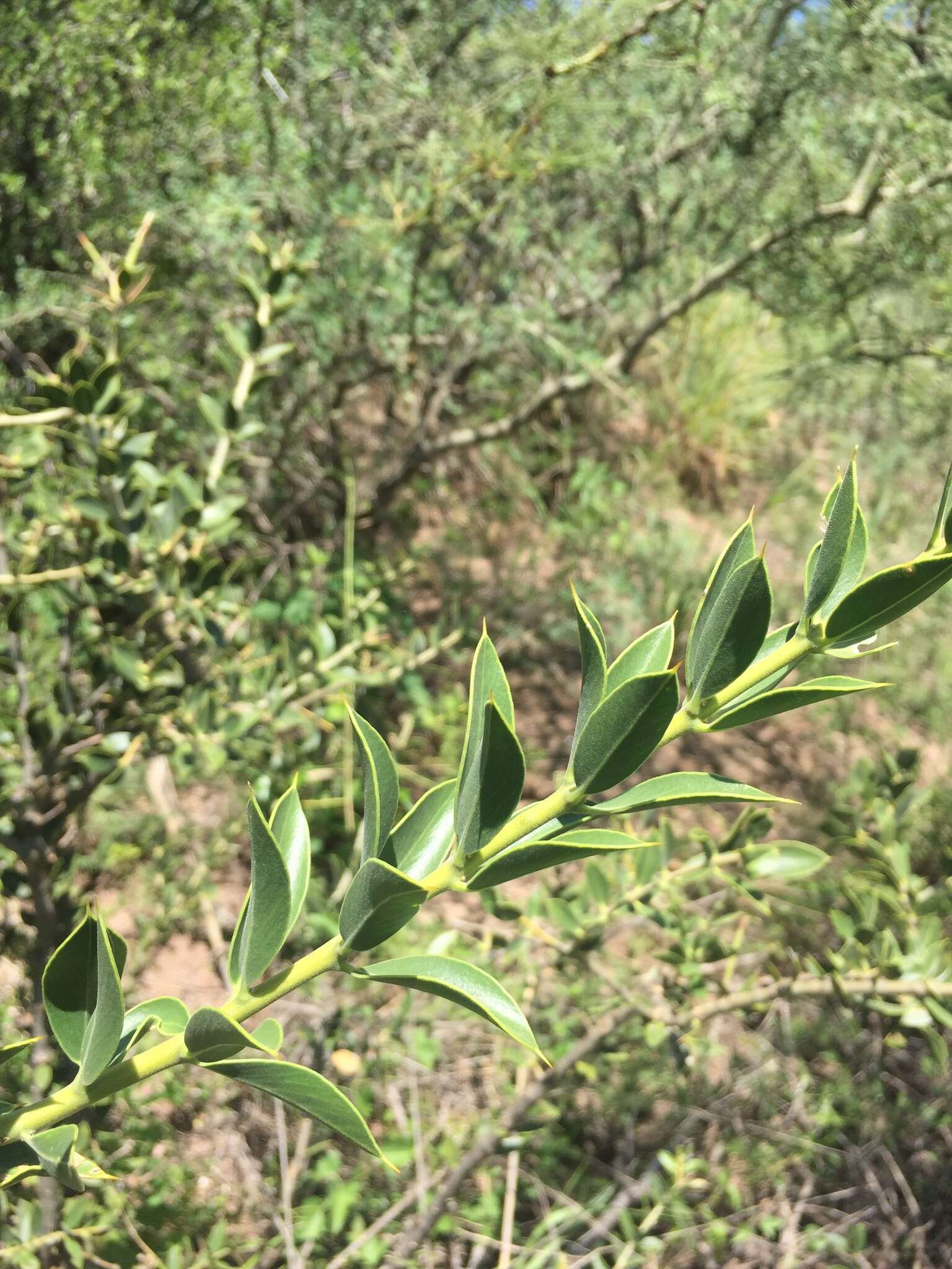 صورة Aspidosperma quebracho-blanco Schltdl.