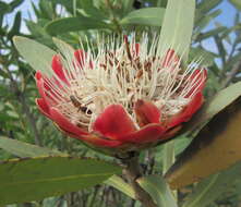 Image of Protea caffra subsp. caffra