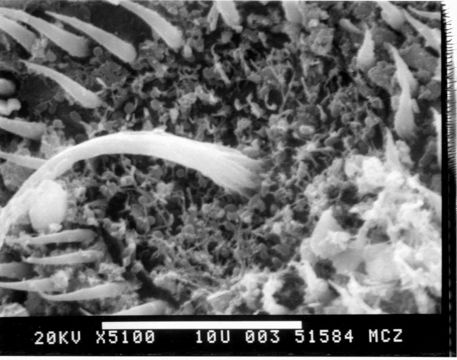 Image of Chocolate . Anole