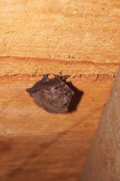 Image of Mexican big-eared bat