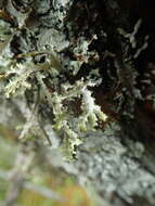 Image of Herre's ragged lichen