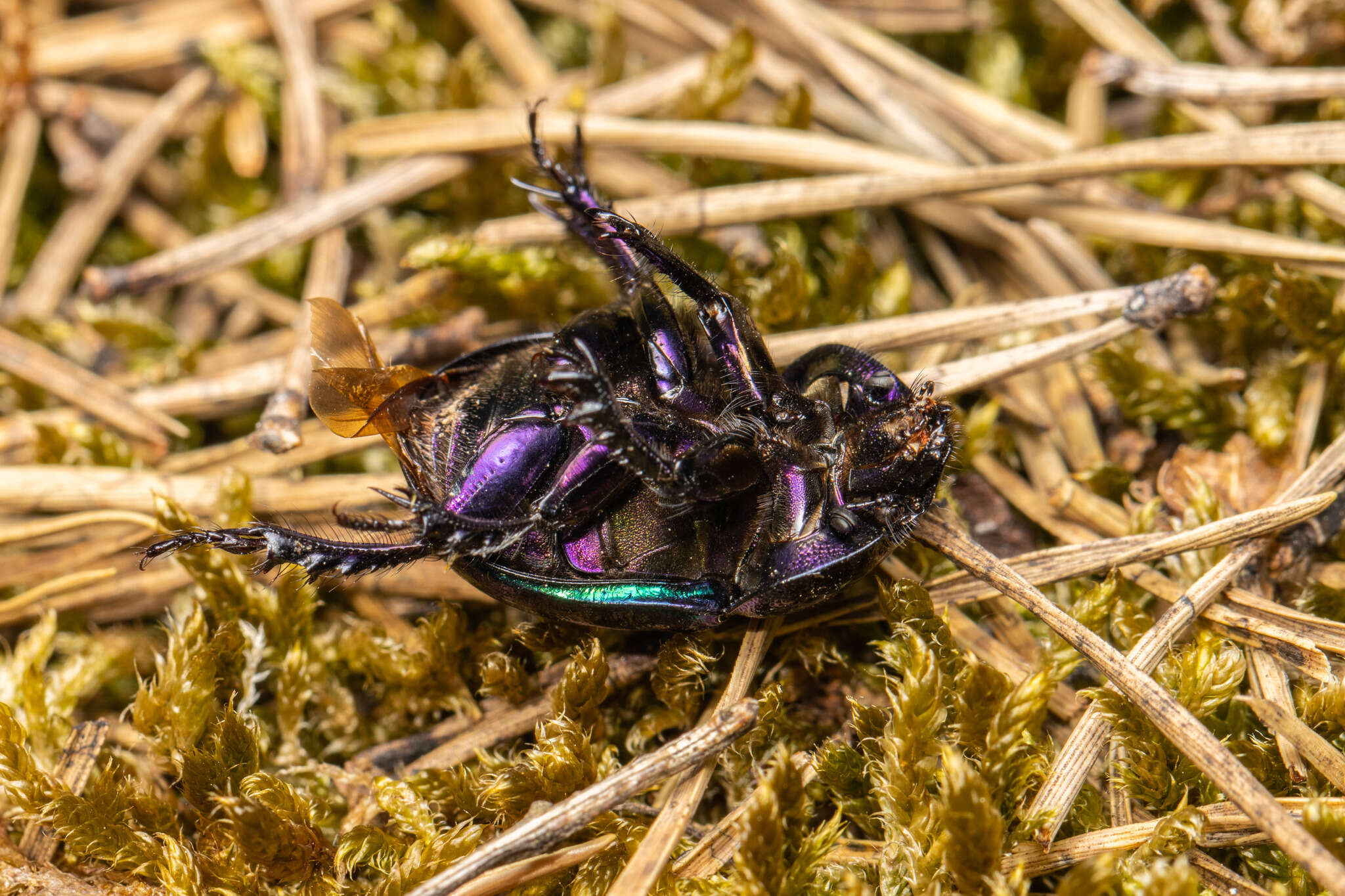 Image of Trypocopris pyrenaeus (Charpentier 1825)