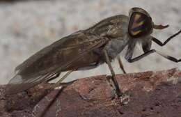 Image of Tabanus subsimilis Bellardi 1859