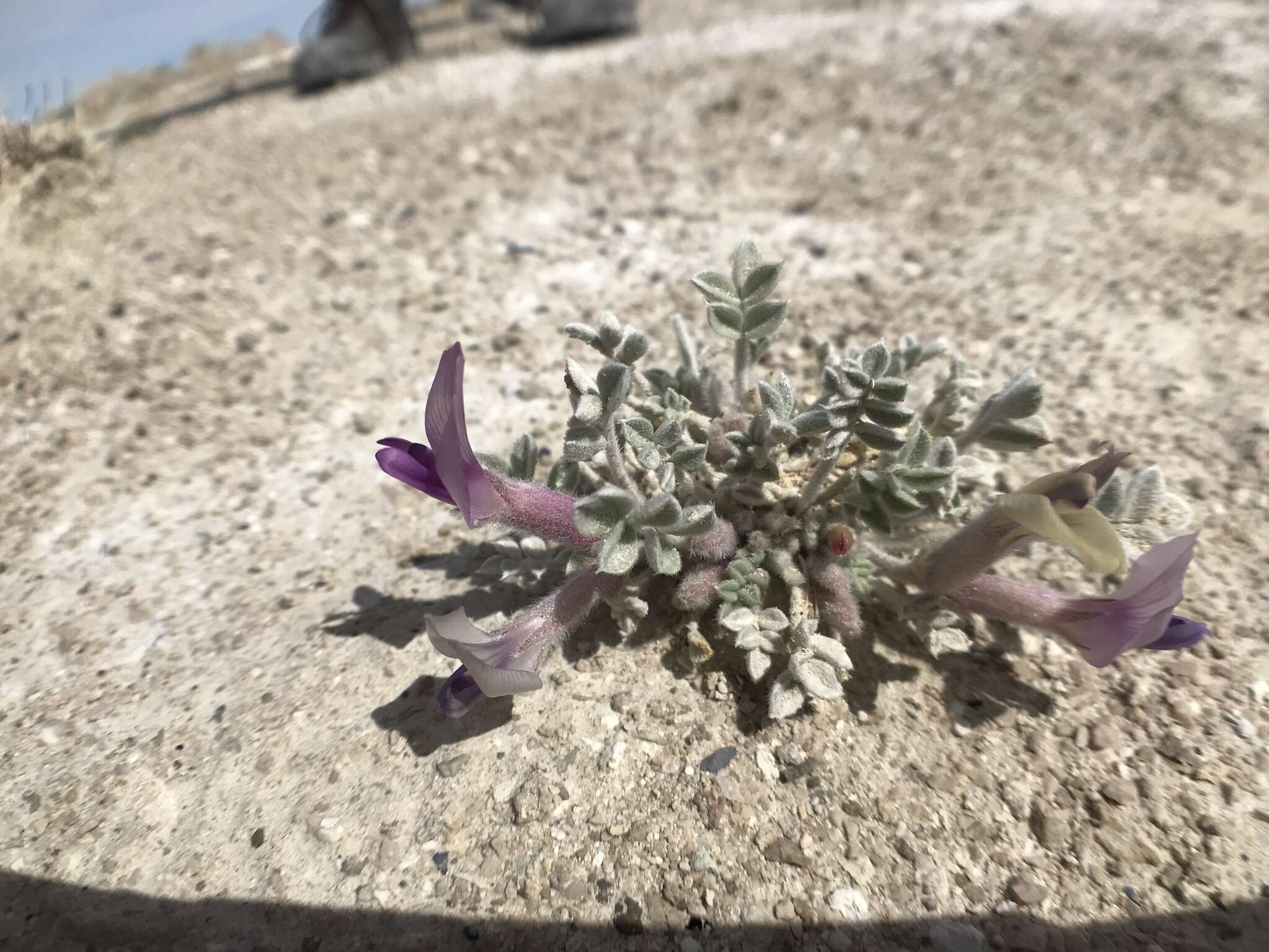 Image of Ash Meadows milkvetch